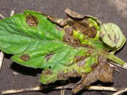 Early Blight